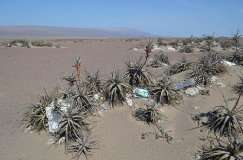 Tillandsia-latifolia-Nazca-to-Arequipa-GPS192-Peru Chile-2014 0308