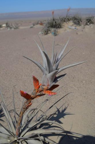 Tillandsia-latifolia-Nazca-to-Arequipa-GPS192-Peru Chile-2014 0313