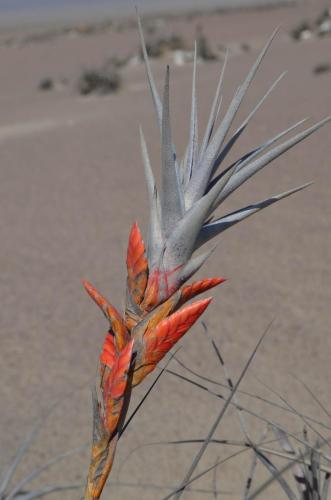 Tillandsia-latifolia-Nazca-to-Arequipa-GPS192-Peru Chile-2014 0321