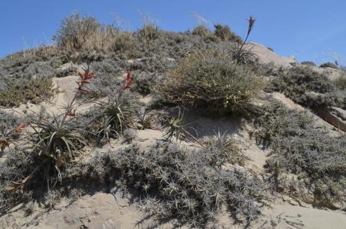 Tillandsia-latifolia-a-T-sp-mini-Tillandsia-latifolia-Nazca-to-San-Juan-de-Marcona-GPS193-Peru Chile-2014 0340