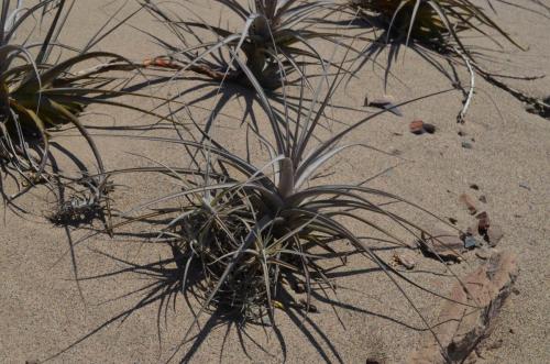 Tillandsia-latifolia-a-T-sp-mini-Tillandsia-latifolia-Nazca-to-San-Juan-de-Marcona-GPS193-Peru Chile-2014 0344