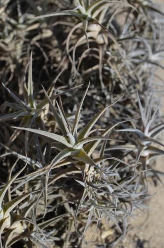 Tillandsia-sp-mini-Nazca-to-San-Juan-de-Marcona-GPS193-Peru Chile-2014 0342