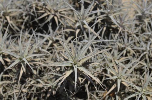 Tillandsia-sp-mini-Nazca-to-San-Juan-de-Marcona-GPS193-Peru Chile-2014 0362