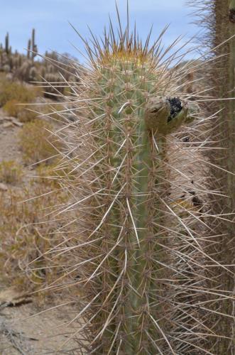 Trichocereus-chiloensis-Vicuna-J-Peru Chile-2014 2962