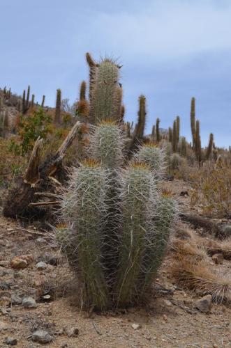 Trichocereus-chiloensis-Vicuna-J-Peru Chile-2014 2963