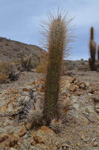 Trichocereus-chiloensis-Vicuna-J-Peru Chile-2014 2967