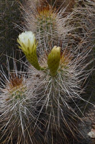 Trichocereus-chiloensis-Vicuna-J-Peru Chile-2014 2968