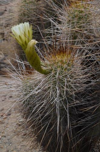 Trichocereus-chiloensis-Vicuna-J-Peru Chile-2014 2969