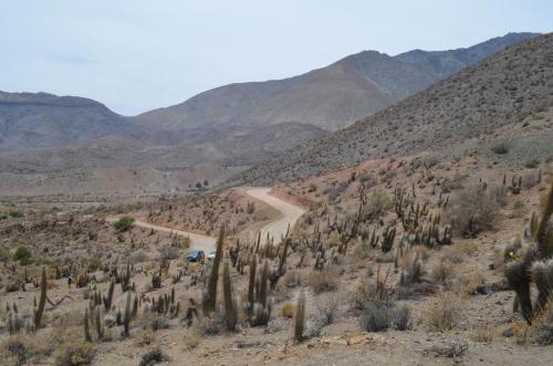 Trichocereus-chiloensis-Vicuna-J-Peru Chile-2014 2971