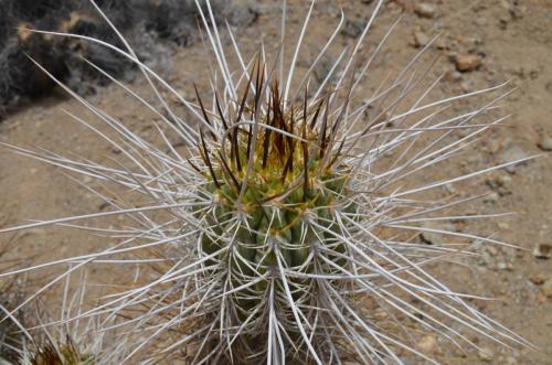 Trichocereus-chiloensis-Vicuna-J-Peru Chile-2014 2974