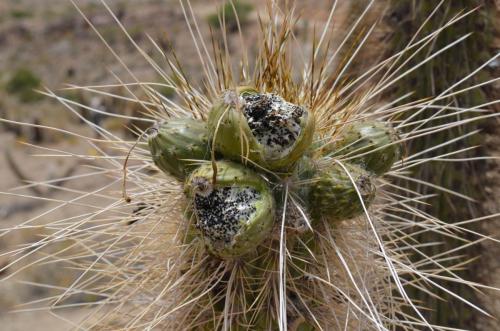 Trichocereus-chiloensis-Vicuna-J-Peru Chile-2014 2976