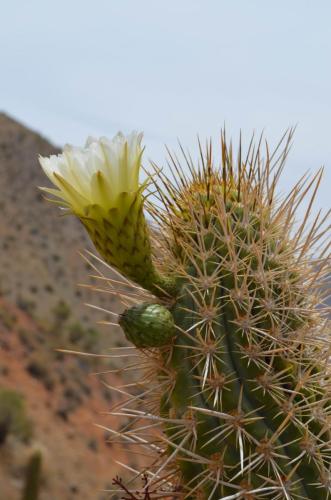 Trichocereus-chiloensis-Vicuna-J-Peru Chile-2014 2980