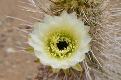 Trichocereus-chiloensis-Vicuna-J-Peru Chile-2014 2984