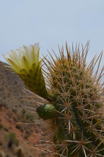 Trichocereus-chiloensis-Vicuna-J-Peru Chile-2014 2985