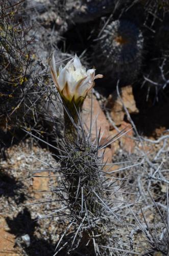 Trichocereus-fulvilanatus-Caleta-Ballena-to-Las-Maderas-GPS214-Peru Chile-2014 1807