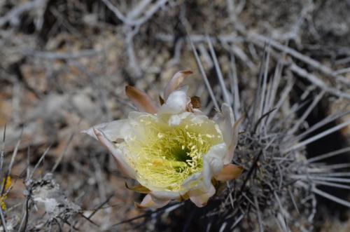 Trichocereus-fulvilanatus-Caleta-Ballena-to-Las-Maderas-GPS214-Peru Chile-2014 1814