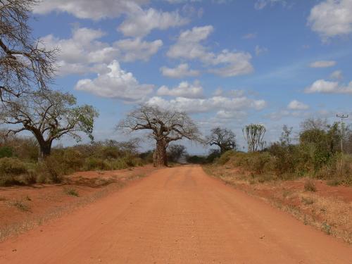 Adansonia-digitata-Yatta-plateau-GPS165-Kenya-2012 PV0345