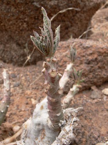 Adenia-ellenbeckii-Marsabit-severne-GPS174-Kenya-2012 PV0864