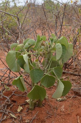Adenia-ellenbeckii-Wangala-Kenya-2014 0040