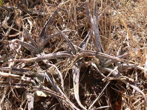 Aloe-ellenbeckii-Marsabit-Gof-Choba-GPS170-Kenya-2012 PV0671
