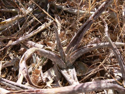 Aloe-ellenbeckii-Marsabit-Gof-Choba-GPS170-Kenya-2012 PV0672