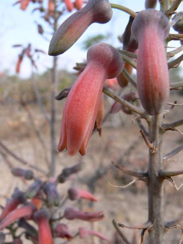 Aloe-kilifiensis-PV2529-Bamba-GPS187-Kenya-2012 PV1692