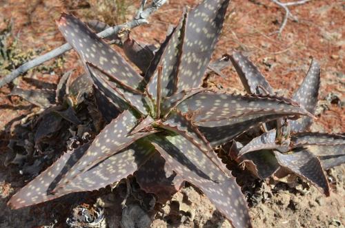 Aloe-kilifiensis zebrinaLangobaya-GPS188-Kenya-2014 1493