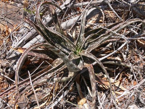 Aloe-parvidens-Voi-zapadne-GPS164-Kenya-2012 PV0317