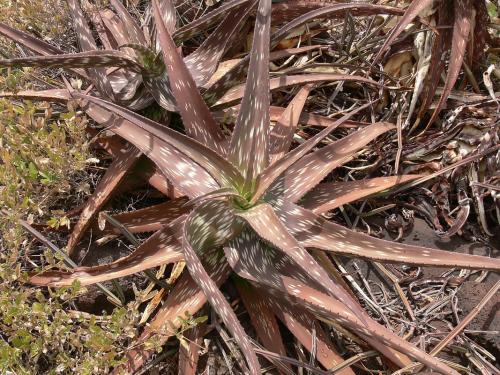 Aloe-pirottae-Marsabit-SZ-GPS179-Kenya-2012 PV1102