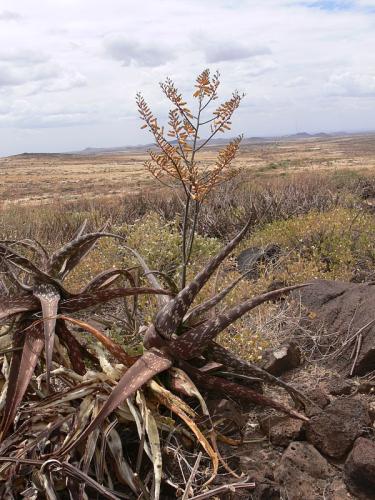 Aloe-pirottae-Marsabit-SZ-GPS179-Kenya-2012 PV1103