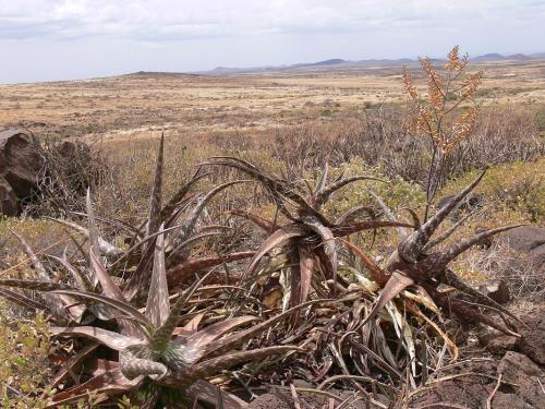 Aloe-pirottae-Marsabit-SZ-GPS179-Kenya-2012 PV1104