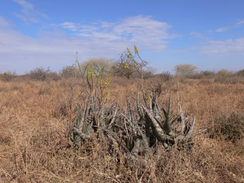 Aloe-pirottae-PV2500-Marsabit-severne-GPS172-Kenya-2012 PV0764