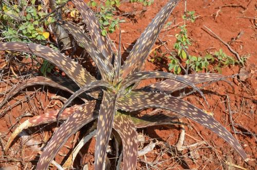 Aloe-pirottae secundiflora-Ghazi-dole-GPS186-Kenya-2014 1899