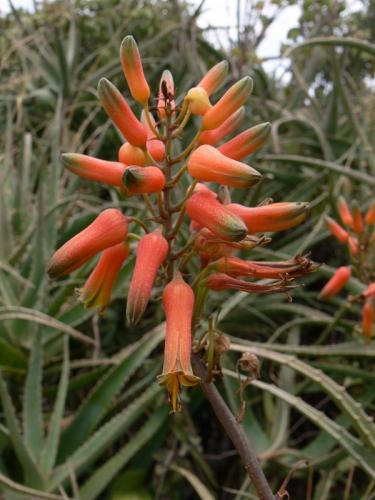Aloe-rabaiensis-PV2470-Taru-GPS162-Kenya-2012 PV0066