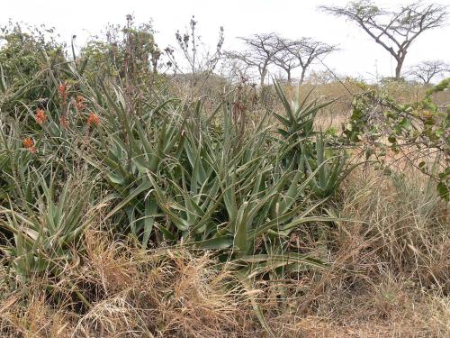 Aloe-rabaiensis-PV2470-Taru-GPS162-Kenya-2012 PV0067