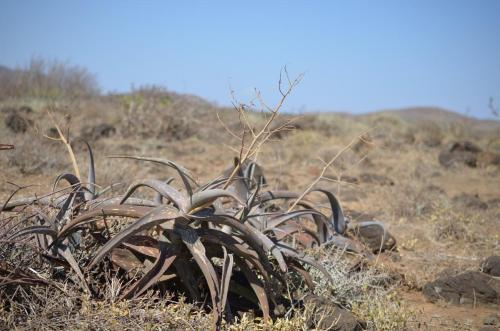 Aloe-scabrifolia-Marsabit-severne-16km-GPS173-Kenya-2014 0562