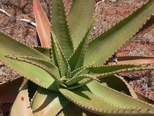 Aloe-secundiflora-Maktau-GPS184-Kenya-2012 PV1531