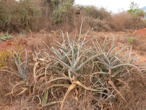 Aloe-sp-Maktau-to-Voi-GPS185-Kenya-2012 PV1576