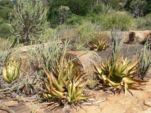 Aloe-ukambensis-Ghazi-GPS163-Kenya-2012 PV0091-
