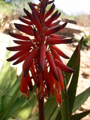 Aloe-ukambensis-Ghazi-GPS163-Kenya-2012 PV0095-