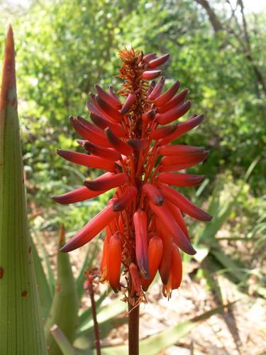 Aloe-ukambensis-Ghazi-GPS163-Kenya-2012 PV0111