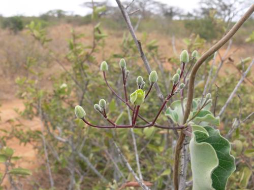 Asclepiadaceae-Taru-GPS162-Kenya-2012 PV0054