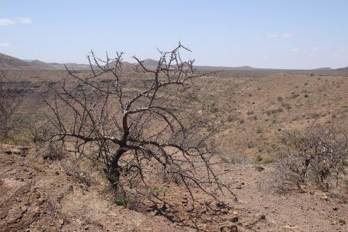 Boswellia-neglecta-Marsabit-Gof-Choba-Kenya-2014-Christian-IMG 2213