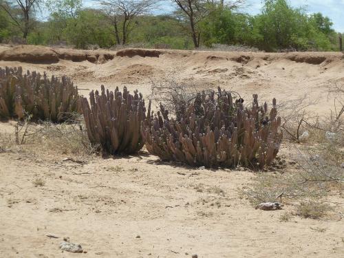 Caralluma-acutangulaMerille-Kenya-2012-Kazungu-P1000733