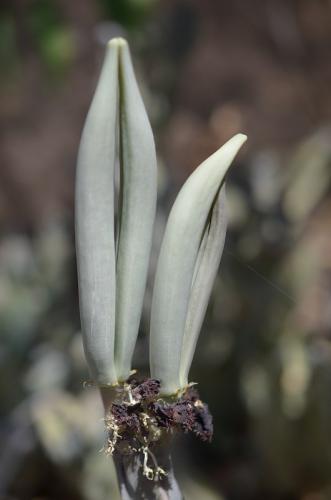 Caralluma-speciosa-PV2695-Adadi-vychodne-GPS173-Kenya-2014 1065