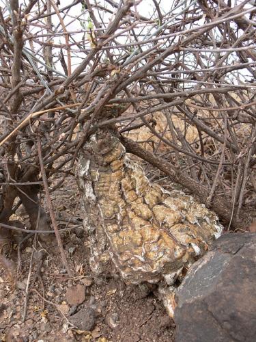 Cephalopentandra-ecirrhosa-Isiolo-severne-Kenya-2012 PV1360