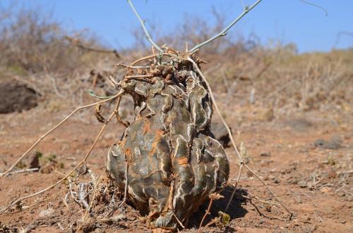 Cephalopentandra-ecirrhosa-Marsabit-severne-16km-GPS173-Kenya-2014 0590