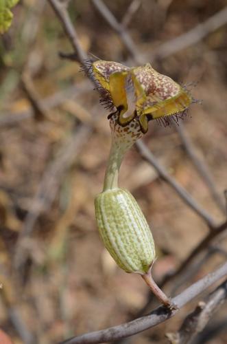 Cereopegia-galeata-Mariakani-vychodne-GPS182-Kenya-2014 2042