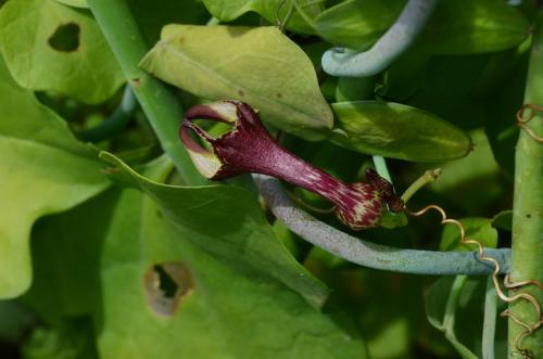 Ceropegia-aristolochioides-Ghazi-Kenya-2014 0170