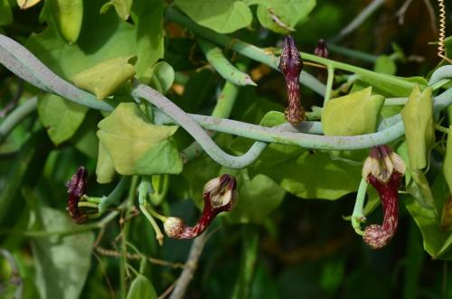 Ceropegia-aristolochioides-Ghazi-Kenya-2014 0174